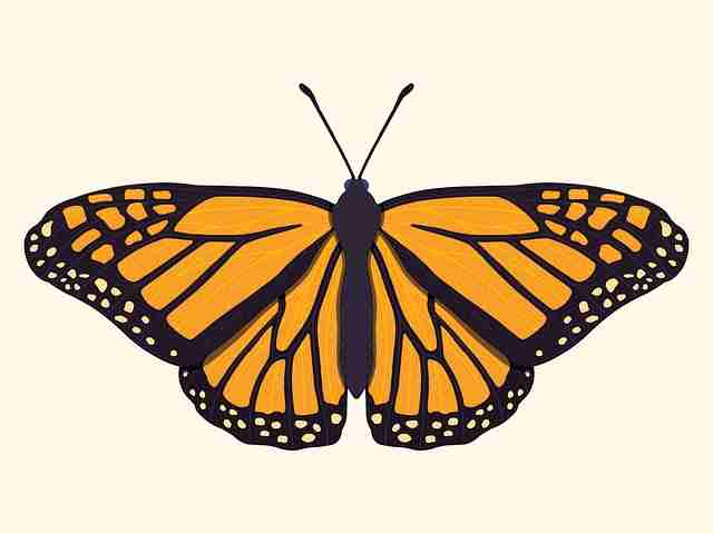 每日大赛黑料创举：147步揭开流量视角